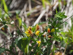 Chamaecytisus hirsutus