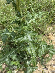 Cirsium mexicanum