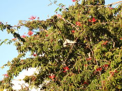 Calliandra tweediei