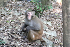 Macaca mulatta