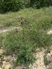 Cirsium mexicanum