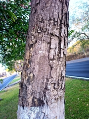 Roseodendron donnell-smithii