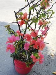Bougainvillea
