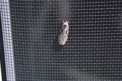Semioscopis packardella