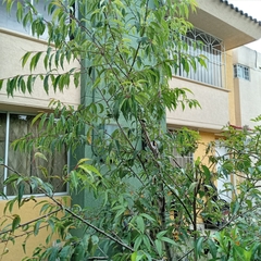 Prunus serotina capuli