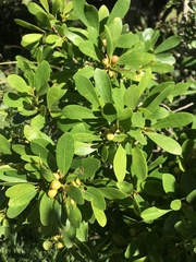 Ficus natalensis