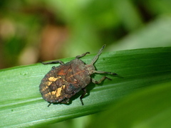 Dinidoridae