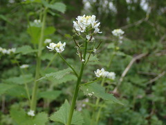 Alliaria petiolata