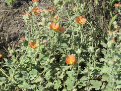 Sphaeralcea lindheimeri
