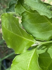 Bunchosia glandulifera