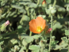 Sphaeralcea lindheimeri