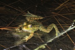 Lithobates lenca