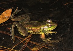 Lithobates lenca