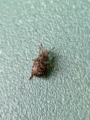 Anthribus