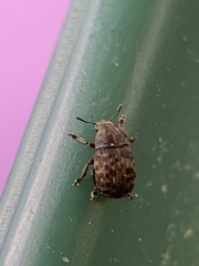 Anthribus