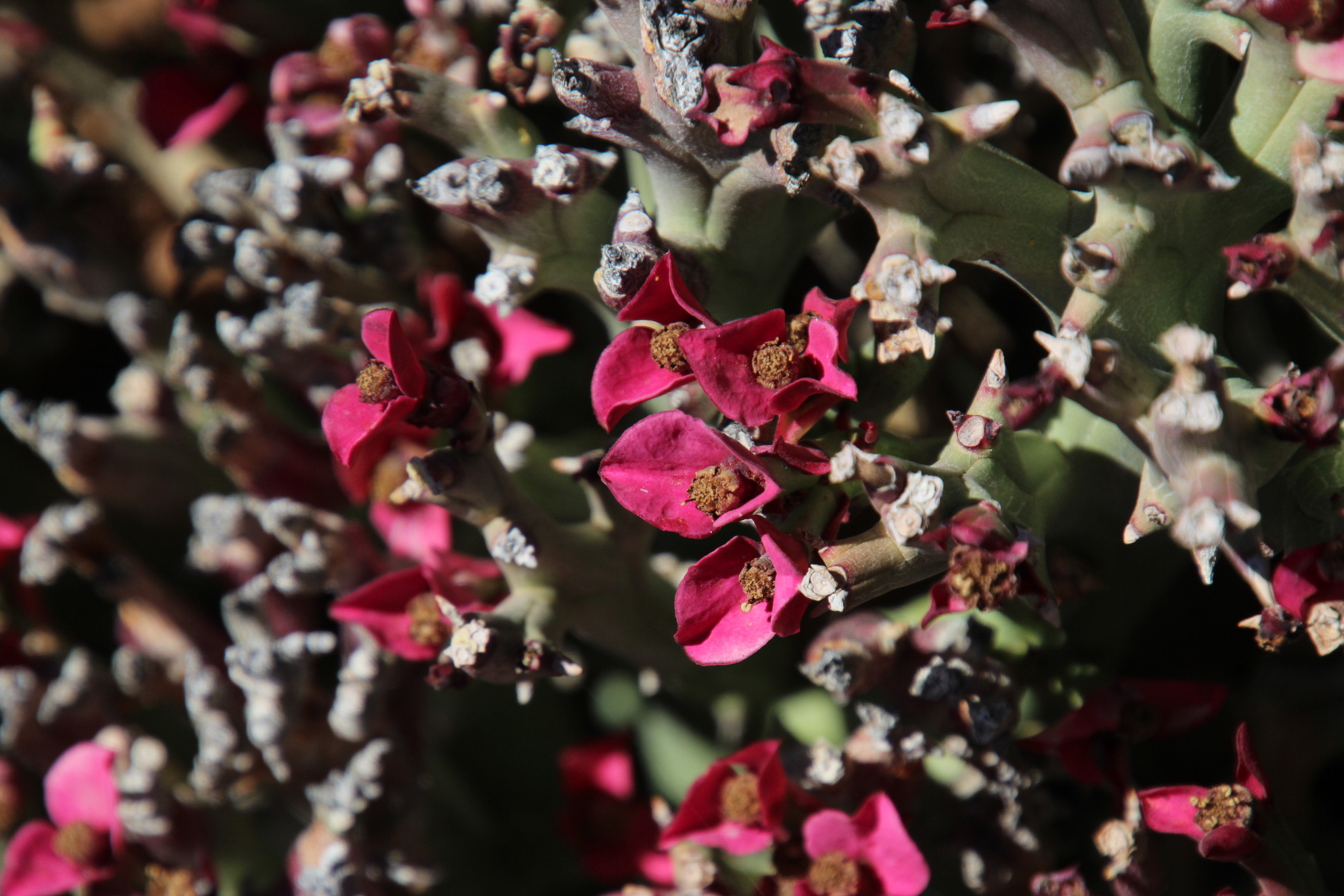 Euphorbia hamata