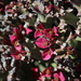 Euphorbia hamata - Photo (c) Tony Rebelo, μερικά δικαιώματα διατηρούνται (CC BY-SA), uploaded by Tony Rebelo