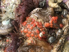 Metandrocarpa taylori