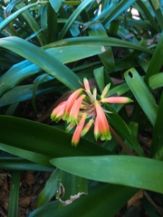 Clivia caulescens