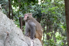 Macaca mulatta