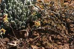 Huernia thuretii