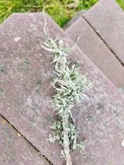 Ramalina leptocarpha