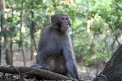 Macaca mulatta