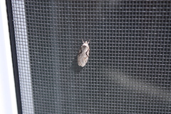 Semioscopis packardella