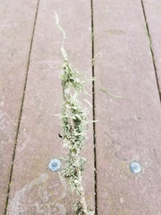 Ramalina leptocarpha