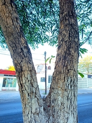 Roseodendron donnell-smithii