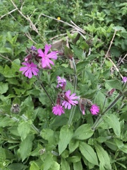 Silene dioica