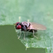 Melanomyza - Photo (c) Bill Keim, some rights reserved (CC BY)