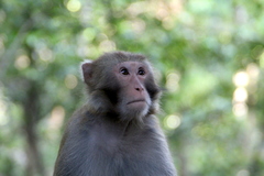 Macaca mulatta