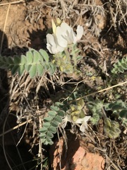 Astragalus parryi