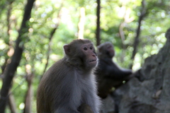 Macaca mulatta