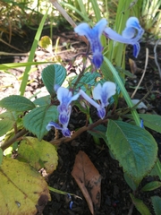 Plectranthus hilliardiae