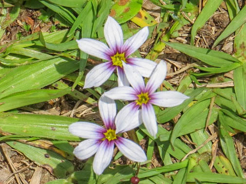 Sisyrinchium micranthum
