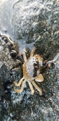 Cyclograpsus punctatus