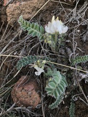 Astragalus parryi