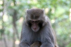 Macaca mulatta