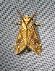 Lophocampa propinqua