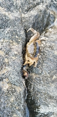 Cyclograpsus punctatus