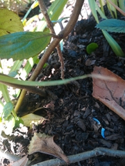 Plectranthus hilliardiae