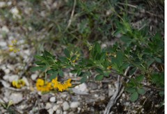 Medicago intertexta