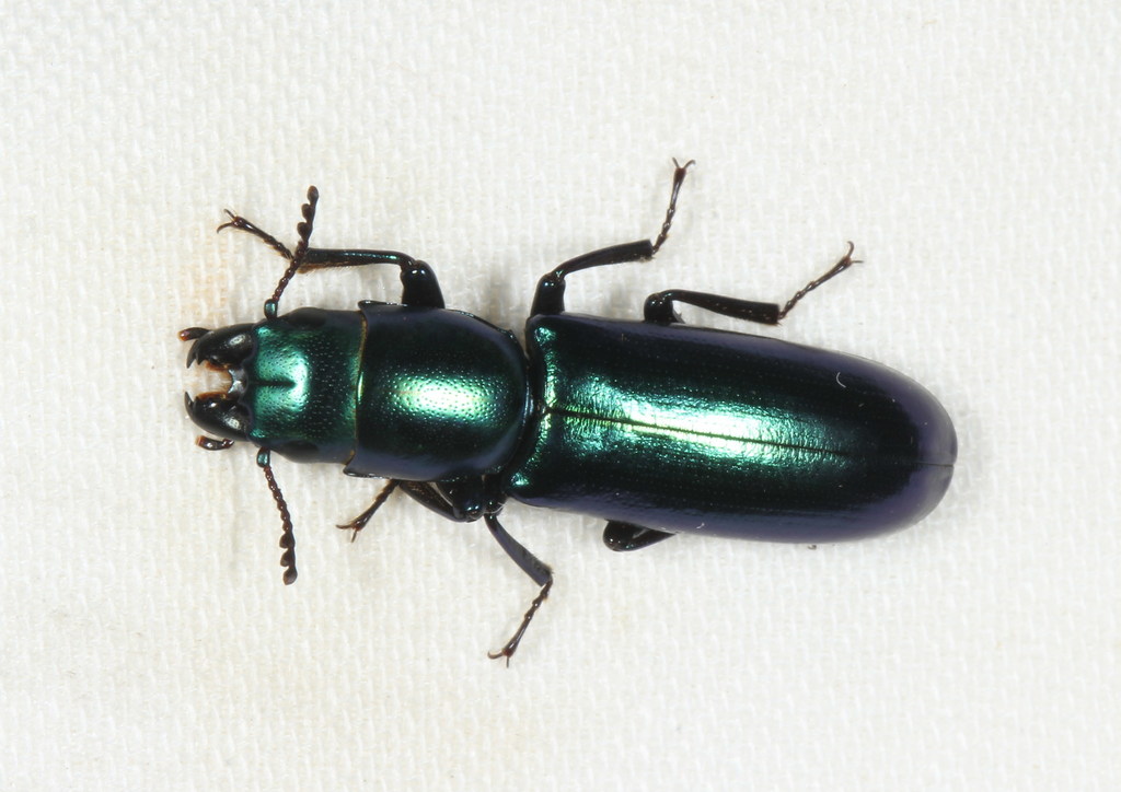 Temnoscheila championi