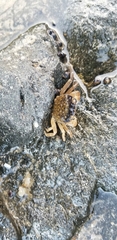 Cyclograpsus punctatus