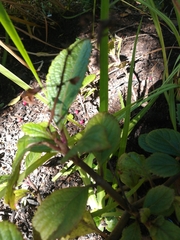 Plectranthus hilliardiae