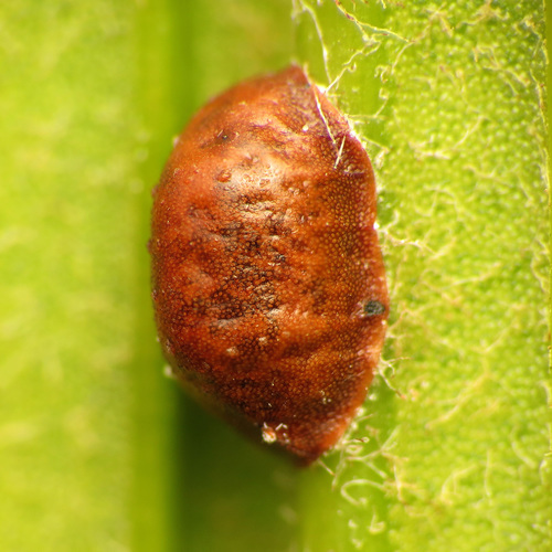 Cochonilha-parda (Saissetia coffeae)