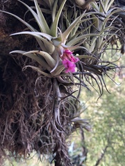 Tillandsia nana