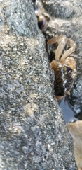 Cyclograpsus punctatus